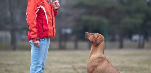 The Benefits of Dog Daycare Services in Chicago, IL