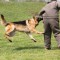 You Need a Lawyer to Help With Dog Bites in Brooklyn NY