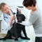 Take Care Of Your Pet’s Basic Needs At An Animal Hospital In Millersville