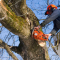 Professional Tree Removal Services In St. Paul MN