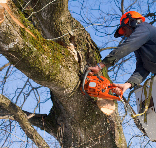 Professional Tree Removal Services In St. Paul MN