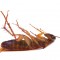 Why Termite Control is Absolutely Crucial