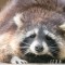 Do You Want Fast Opossum Removal in Reynoldsburg?