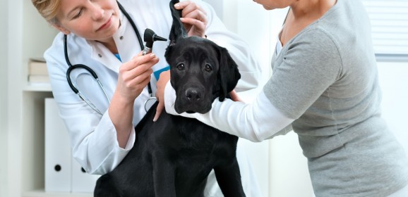 What to look for when choosing a veterinarian clinic in Roswell