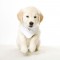 What Things Pet Owners Should Know about the Dog Boarding in New Jersey