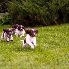 4 Dog Walking Mistakes You Should Look Out For