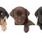 Top Things to Consider With Pet Care Professionals
