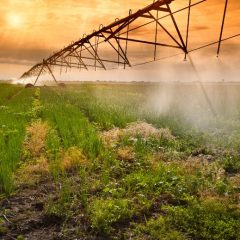 Unlocking Lush Green Lawns with Barenbrug Grass Seed